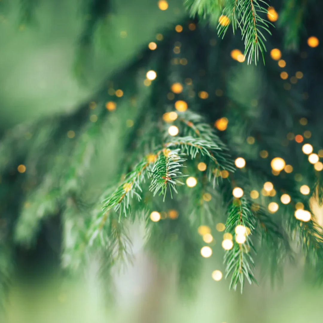 Issue 46 | Annual Holiday Sale